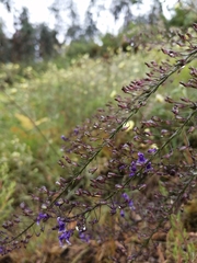 Anarrhinum longipedicellatum
