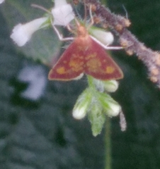 Pyrausta acrionalis