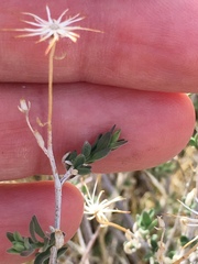Brickellia frutescens