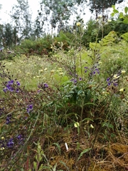 Anarrhinum longipedicellatum