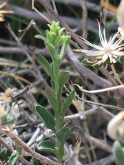 Brickellia frutescens