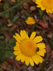 Lepidophorum repandum