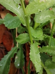 Lepidophorum repandum