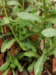 Lepidophorum repandum