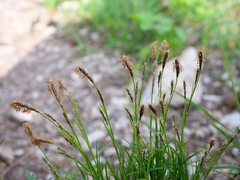 Carex sempervirens
