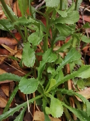 Lepidophorum repandum