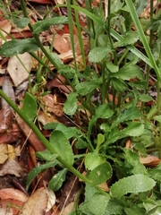 Lepidophorum repandum