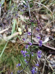 Anarrhinum longipedicellatum