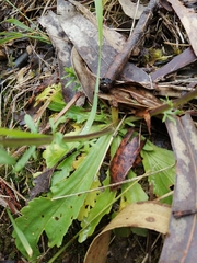 Anarrhinum longipedicellatum