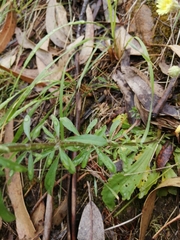 Anarrhinum longipedicellatum