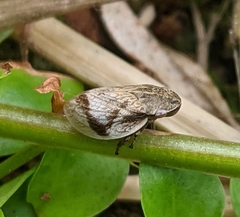 Lepyronia coleoptrata