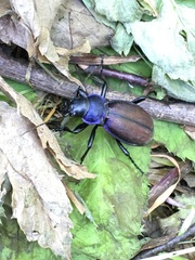 Carabus schoenherri