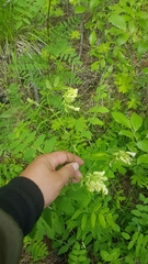 Astragalus membranaceus