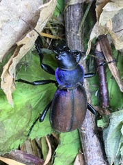 Carabus schoenherri