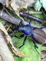 Carabus schoenherri
