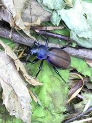 Carabus schoenherri
