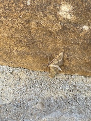 Blepharomastix ranalis
