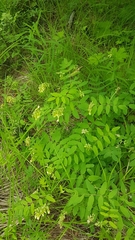 Astragalus membranaceus