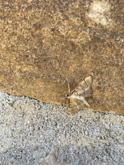 Blepharomastix ranalis