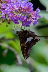 Epargyreus clarus clarus