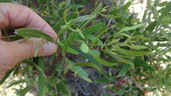 Olea exasperata