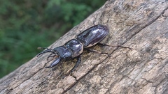 Serrognathus consentaneus