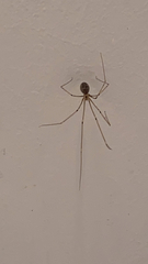 Pholcus phalangioides
