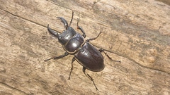Serrognathus consentaneus