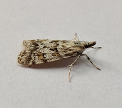 Scoparia pyralella