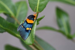 Egybolis vaillantina