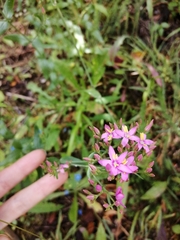 Centaurium grandiflorum