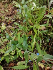 Centaurium grandiflorum