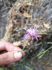 Centaurea limbata