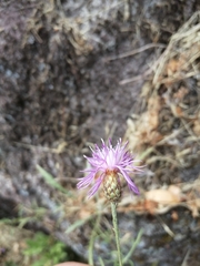 Centaurea limbata