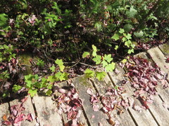 Ribes americanum