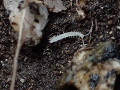 Symphyla