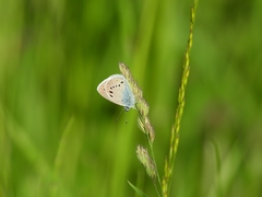 Cyaniris semiargus