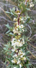Grevillea trifida