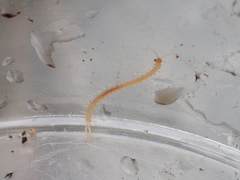 Scolopocryptops gracilis