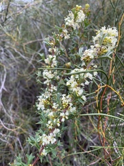 Grevillea trifida