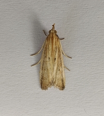 Hypsotropa unipunctella