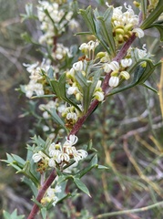Grevillea trifida