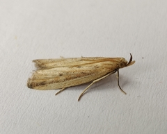 Hypsotropa unipunctella