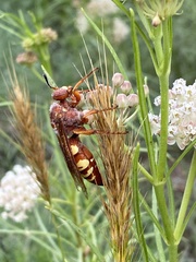 Sphecius