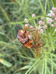 Sphecius