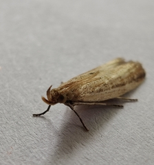 Hypsotropa unipunctella