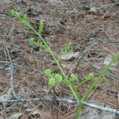 Pteridium aquilinum aquilinum