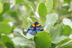 Egybolis vaillantina