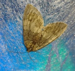 Hydriomena impluviata