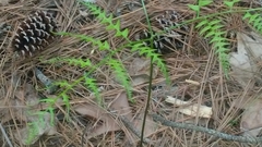 Pteridium aquilinum aquilinum